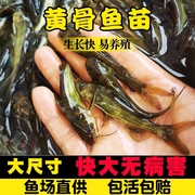 黄辣丁黄骨鱼黄鸭叫鱼苗淡水养殖食用黄丫头(黄丫头)小鱼苗昂刺鱼黄颡鱼苗