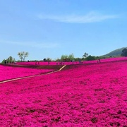 芝樱花籽芝樱花种子福禄考花籽花种，四季室外北方阳台见土就活花种