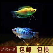 蓝曼龙鱼活体丽丽鱼曼龙鱼小型热带鱼，观赏鱼金鱼吃蛋白虫清道夫鱼