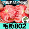山东寿光沙瓤毛粉802西红柿苗秧苗，老品种爆甜大粉番茄四季种子籽