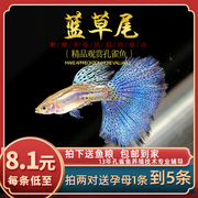 鱼时代蓝草尾 孔雀鱼 热带观赏纯种日本兰草尾缎带小型活体