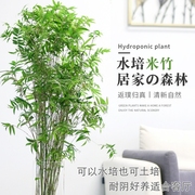 水培米竹植物室内盆栽小型凤尾竹，盆景桌面绿植，好养花卉观赏竹子