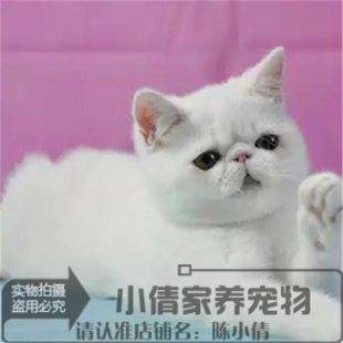 纯种活体宠物加菲猫异国短毛猫纯白梵，加菲弟弟幼猫家养包健康(包健康)x