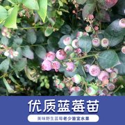 盆栽蓝莓苗四季蓝莓果树南北可种带花特大地栽阳台果树当年结果