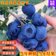 蓝莓树果苗盆栽地栽四季水果树当年结果，南方北方种植特大蓝莓树苗