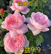 月季盆栽大苗瑞典女王粉色包子花四季多头开花卉庭院阳台玫瑰