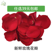 新鲜大玫瑰 玫瑰花 月季花瓣可食用花酒店西餐摆盘装饰点缀约80片