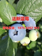 蓝莓树苗特大法新蓝莓苗脆甜丰产盆栽地栽南方北方种植当年结果苗