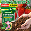 草莓专用营养土盆栽，种植土泥土蔬菜，种菜育苗土壤阳台肥料通用