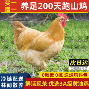 养足200天 三黄鸡新鲜现杀跑山鸡整只黄油鸡老母鸡农家散养土鸡