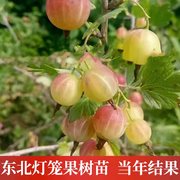 东北特产灯笼果树苗耐寒阳台陆地盆栽南北方种植果树抗寒当年结果