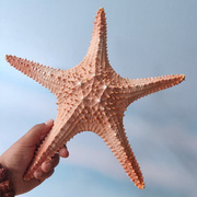 超大天然海星标本海星干玩具真海星，装饰海螺贝壳造景摆件儿童玩具