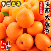 陕西大黄杏子新鲜水果5斤当季特大巨蜜金太阳杏酸甜杏子整箱