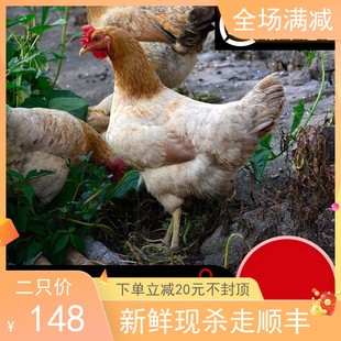 发2只正宗苏北农家散养土鸡，2年老母鸡新鲜草鸡笨鸡走地鸡整只现杀