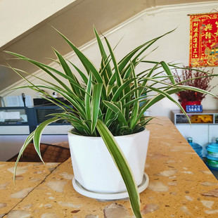 金边吊兰垂钓植物好养护花卉盆栽吸甲醛净化空气，室内土培水养桌面
