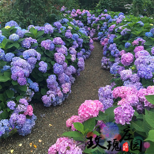 进口八仙绣球花无尽夏盆栽绣球花苗紫阳花当年开花大花绣球苗