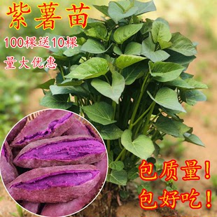 紫薯苗红薯秧紫罗兰种植高产越南地瓜藤进口板栗脱毒农科院