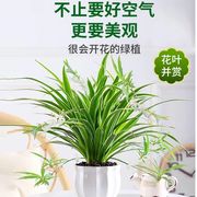 金边吊兰盆栽室内植物花卉，新房家用净化空气，吸除甲醛水培垂吊绿植