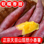 新鲜红薯正宗临安天目山小香薯5斤板栗番薯手指，地瓜蔬菜甘薯山芋