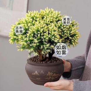 雾松盆栽黄金雾凇盆景四季常青植物，室内阳台观赏花卉，绿植好养易活