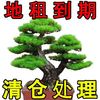 迎客松盆景植物室内外松树绿植花卉小盆栽四季常青真树造型树老桩