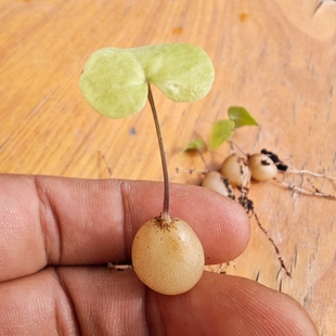 正版南非龟甲龙多肉植物块根薯蓣科爬藤植物花卉绿植室内盆栽好养