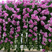 c墙壁绿植塑料花假花藤条花蔷薇花植物吊装饰蔓造藤墙面玫瑰