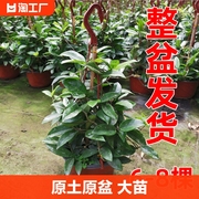 球兰花盆栽大苗绿植吊兰，花卉植物四季开花室内万里飘香藤客厅阳台