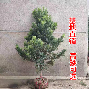 罗汉松树苗大树雀舌盆景盆栽，地栽四季常青耐寒绿植物可造型大树