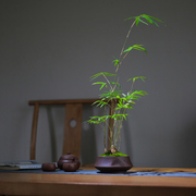 青龙竹红竹盆栽办公室桌面好养植物客厅室内摆件盆景茶室竹子绿植
