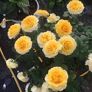 贝壳月季阳台盆栽庭院地栽勤花玫瑰，抗病丰花多头，花朵直立耐热耐寒