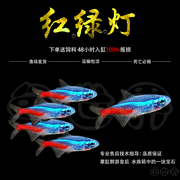 红绿灯小型灯科鱼孔雀鱼热带观赏鱼淡水宝莲灯鱼活体鱼群游鱼