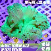 绿木耳皮革珊瑚生物海葵，造景海草海星观赏软体，珊瑚海缸海水珊瑚
