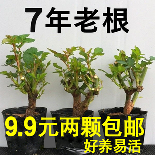 7年玫瑰花苗老桩空气，清香四季开大花，盆栽好养植物阳台庭院月季花