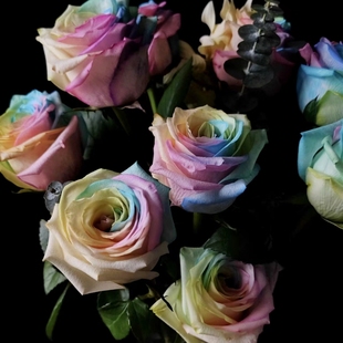 彩色玫瑰鲜花，稀有情人节圣诞节家用生日，表白求婚礼物花束
