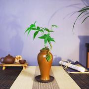 发财树盆景微景观室内小盆栽中式禅意，桌面绿植办公桌茶室植物摆件