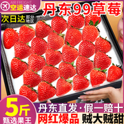 空运丹东99草莓5斤当季新鲜水果红颜孕妇奶油九九甜礼盒整箱3