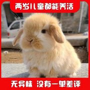 网红宠物兔子霜白垂耳兔，活物白色侏儒兔，长不大适合小孩子养的宠物