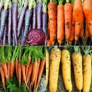 水果胡萝卜种子种籽紫胡萝卜种四季秋季迷你小胡萝卜阳台蔬菜种孑