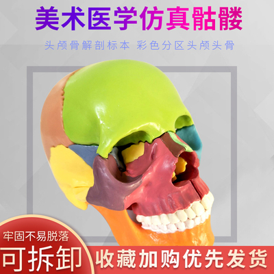 仿真人头骨