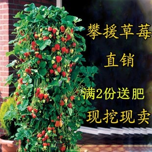 四季草莓苗攀援草莓树爬藤草莓，苗果树苗阳台，盆栽水果苗四季苗子
