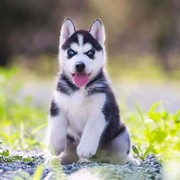 上饶纯种哈士奇幼犬活体，西伯利亚雪橇犬二哈幼犬，蓝眼哈士奇幼崽宠