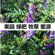 绿肥播种果园种子四季光叶紫花苕鼠茅草三叶草毛苕子(毛苕子)紫云英