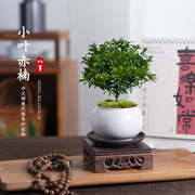 小叶赤楠盆栽盆景懒人绿植物，客厅办公室内茶，桌面禅意四季好养花卉