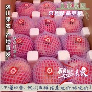 2022新果陕西正宗洛川苹果特级冰糖心红富士产地直发新鲜水果十斤