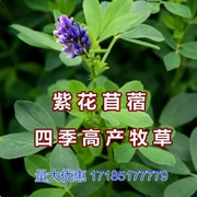 紫花苜蓿种子猪牛羊兔鸡鸭鹅多年生四季养殖牧草耐寒耐旱鱼草花籽