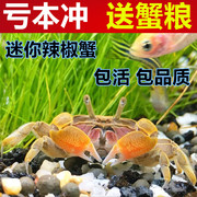 迷你辣椒蟹生态瓶鱼缸，观赏小螃蟹好可以家养淡水宠物冷深豆豆活的