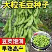 春夏毛豆种子黄豆大种籽鲜食高产农家四季播种早熟蔬菜种子