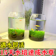 鱼缸水草种子生态玻璃瓶，造景套餐植物，种籽孑水培阴性真草盆栽