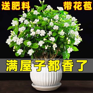 茉莉花苗盆栽带花苞九里香，老桩驱蚊水培花卉大全，绿植物室内四季开